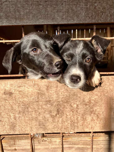 The image depicts two black and white puppies peering over a wooden fence, set against a rustic barn backdrop. The puppies\' gaze is directed at the camera.