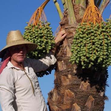 The image depicts a man standing beside a palm tree laden with green dates, set against a clear blue sky on a sunny day.