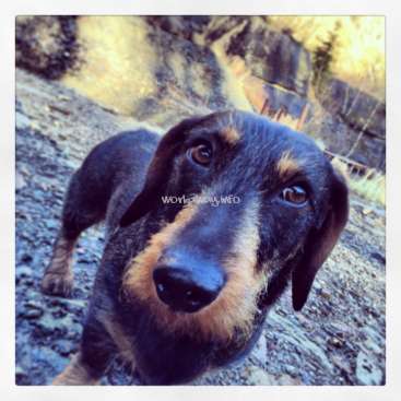 The image features a dachshund with a black and brown coat, standing on a rocky surface, with a blurred background of trees and grass.