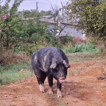La imagen muestra un cerdo negro con marcas blancas en las patas y el hocico, de pie en un campo de tierra con árboles y un edificio al fondo.