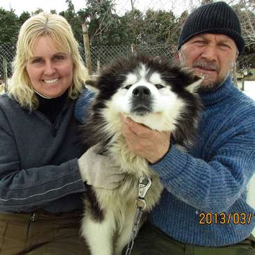 The image shows a man and woman posing with a large dog in front of a chain link fence. The dog is black and white.