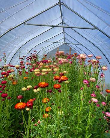 The image depicts a vibrant greenhouse filled with an assortment of colorful flowers, showcasing a diverse array of blooms in shades of pink, orange, and yellow.