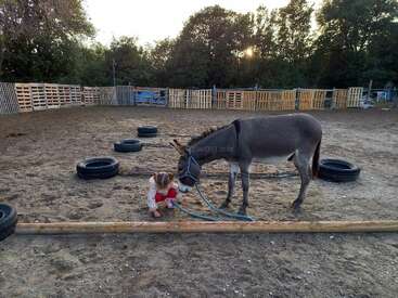 A little girl sits on the ground beside a donkey in a sandy fenced area with wooden pallets and tires, surrounded by trees in the background.