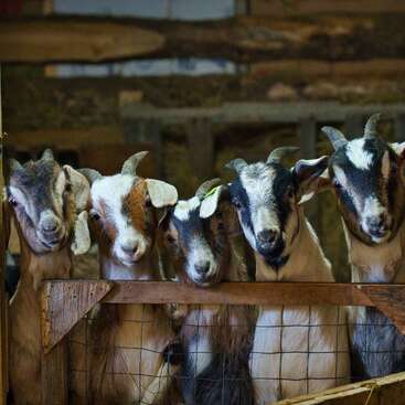 The image depicts five goats standing behind a wooden fence in a barn, their heads poking through the fence, showcasing their distinctive horns and coats.