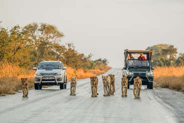 A group of lions is seen in the image, with several lions standing together, showcasing their majestic presence and highlighting their social behavior. The lions are positioned in a natural setting.