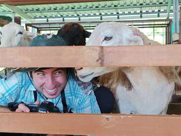 The image shows a man taking a photo of sheep through a wooden fence, with the sheep leaning over to nuzzle him. The man is wearing a hat and holding a camera.
