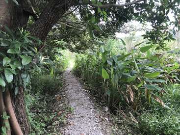 The image depicts a serene dirt path winding through a lush forest, flanked by vibrant greenery and trees, with a bright sky visible in the distance.