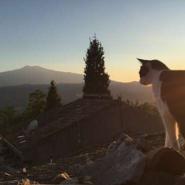 Das Bild zeigt eine Katze, die auf einem Felsen steht und auf eine ruhige Berglandschaft mit Bäumen und einem Haus im Hintergrund blickt, die in warmes Sonnenlicht getaucht ist.
