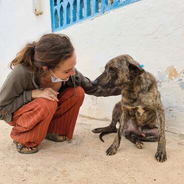 A woman crouches down to pet a brown brindle dog with a white patch on its chest, sitting on the ground in front of a white wall.