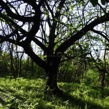La imagen representa un majestuoso árbol de ramas extendidas y exuberantes hojas verdes, con el telón de fondo de un bosque vibrante en un día soleado.