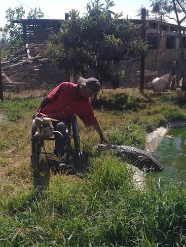 The image depicts a man in a wheelchair reaching towards an alligator in a grassy area, with a fence and a building visible in the background.