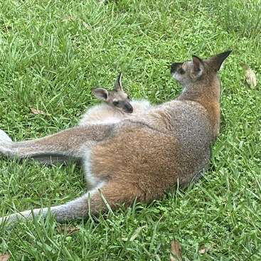The image depicts a wallaby and its joey lying in a grassy field, with the joey resting in the mother\'s pouch. The wallaby is facing away from the camera.