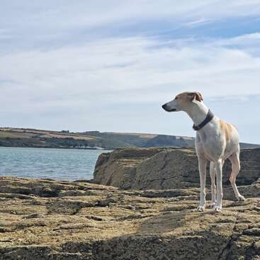 The image depicts a dog standing on a rocky beach, gazing out at the water, with rolling hills visible in the background under a cloudy sky.