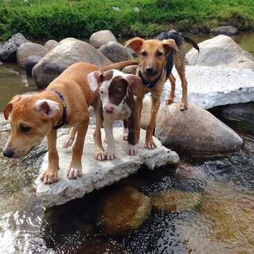 The image depicts three puppies standing on a rock in a river, with the puppy on the left looking down, the middle one looking forward, and the right one looking at the camera.