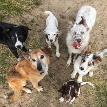 The image shows five dogs standing in a circle on a dirt path, surrounded by grass, looking up at the camera with their mouths open.