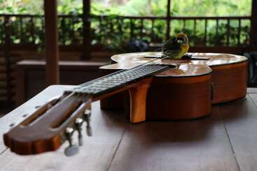 The image features a small bird perched on the body of an acoustic guitar, with the neck and tuning pegs in the foreground, set against a blurred background.
