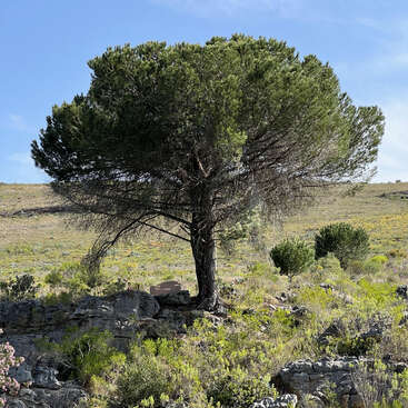 The image depicts a majestic tree with a broad, green canopy, standing tall amidst a rocky terrain and lush vegetation under a clear blue sky.