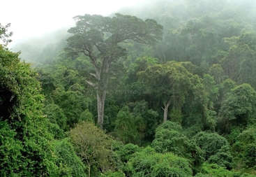 The image depicts a lush forest with dense foliage, featuring trees and underbrush, set against a backdrop of a clear sky, evoking a sense of natural beauty and tranquility.