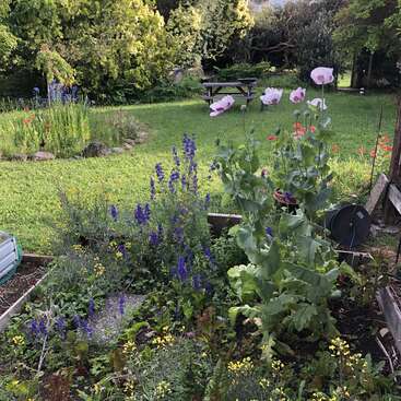 The image depicts a serene garden scene with a variety of plants, including flowers and herbs, surrounded by trees and a picnic table in the background.