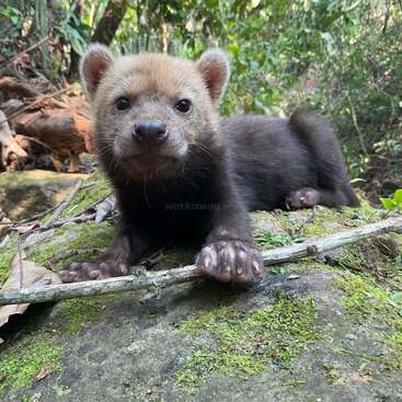 The image depicts a small, tan and black animal with large paws, lying on a mossy rock in a wooded area, surrounded by sticks and leaves.