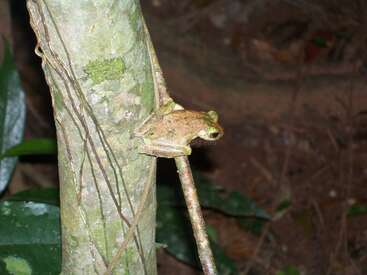 The image depicts a small frog perched on a tree trunk, its body facing left, with a blurred background of leaves and branches.